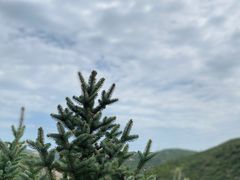 -五龙城郊森林公园