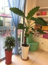 大堂-诗媛嘉美健康管理中心(金桥店)