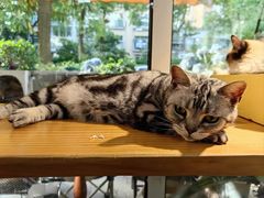 -李小姐の猫咖啡馆(五角场店)