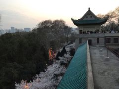景点-武汉大学-樱园