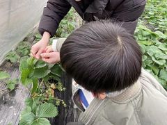 -青浦采草莓天天草莓园