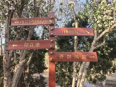 -桃花堤公园
