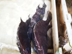 -罗源湾8号渔排
