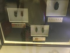 -上海昆虫博物馆