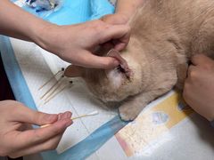 -纳吉亚猫专科动物医院博雅分院