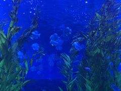 -芜湖新华联大白鲸海洋公园