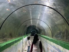 -东方巨龟苑景区