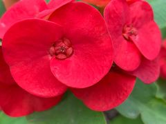 -松山湖梦幻百花洲