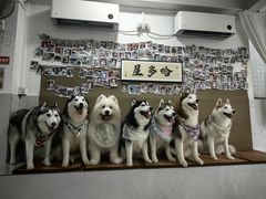 -星多哈·狗咖·拼豆·咖啡
