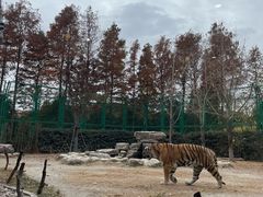 -上海野生动物园老虎餐厅