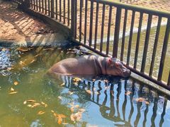 -海南热带野生动植物园