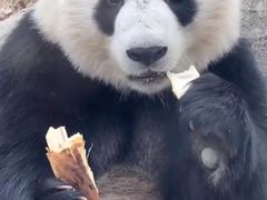 -武汉动物园