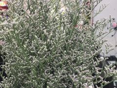 -怡花宜木鲜花店(朝阳路店)