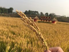 -武汉紫薇都市田园