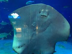 -烟台海昌鲸鲨海洋公园