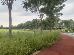 -上海长兴岛郊野公园