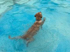 -汪说喵讲宠物乐园宠物酒店(红星美凯龙店)