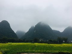 -遇龙河大樟树农家乐