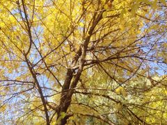 iphone_upload_pic-朝阳公园游乐园