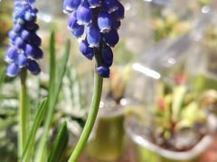 -中环花鸟鱼虫市场