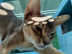 -FAELING PETS美天灵宠物(合生汇店)