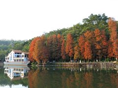 -深圳仙湖植物园