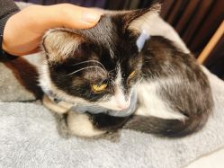 -ChenV西服礼服高级定制(市区养育巷店)