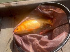 -酷鱼垂钓CLUB(朝阳区博大路店 )