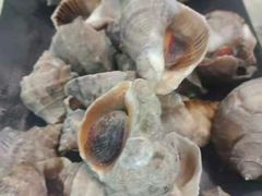 -雅逸居海鲜小厨