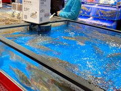 鲜活大鲈鱼-盒马鲜生(双清路店)