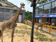 -西霞口神雕山野生动物世界