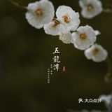济南三月赏花指南丨五龙潭