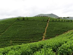 -帐篷客·溪龙茶谷度假酒店