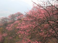 -新建村梅花