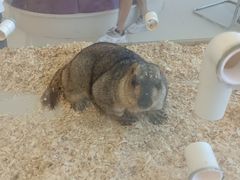 -怪兽屋·羊驼·猫咖·狗咖(俊华广场店)