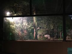 -清迈夜间动物园