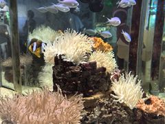 -太平洋海底世界