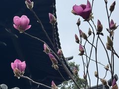 -荔湾湖公园