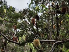 -墨尔本皇家植物园