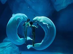 -上海海昌海洋公园