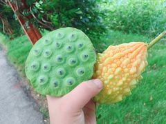 -荷花荡