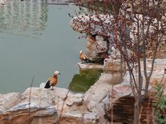 -青藏高原野生动物园