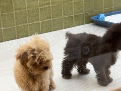 -帕帕拉兹宠物(亚洲旗舰店)