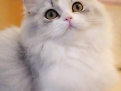 -momokira米努特·德文卷毛猫·棉花面纱犬