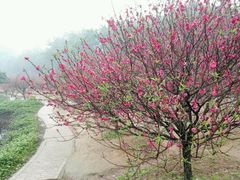 -南国桃园旅游度假区