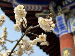-梅花山(明孝陵内)