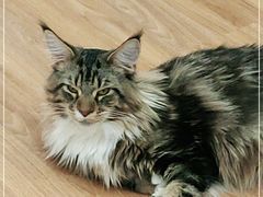 -COLOR PETS 撸猫馆·购猫·猫咖(长风大悦城店)