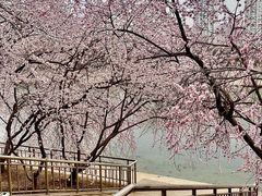 -桃花堤公园
