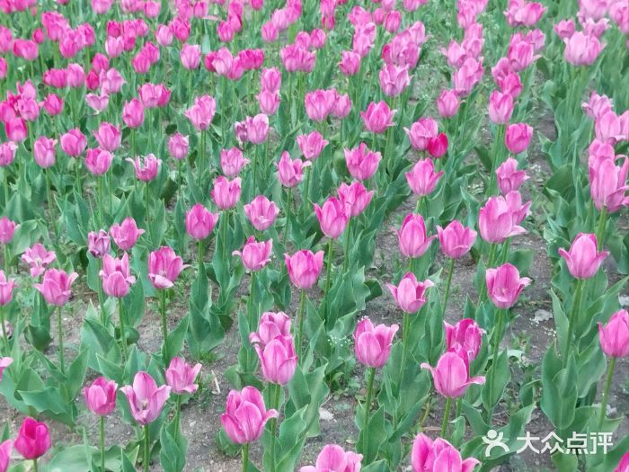 长春公园(普阳街道)图片