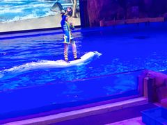 -芜湖新华联大白鲸海洋公园